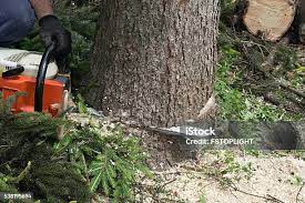 Helena Valley West Central, MT Tree Care Company